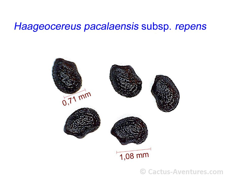 Haageocereus pacalaensis subsp. repens